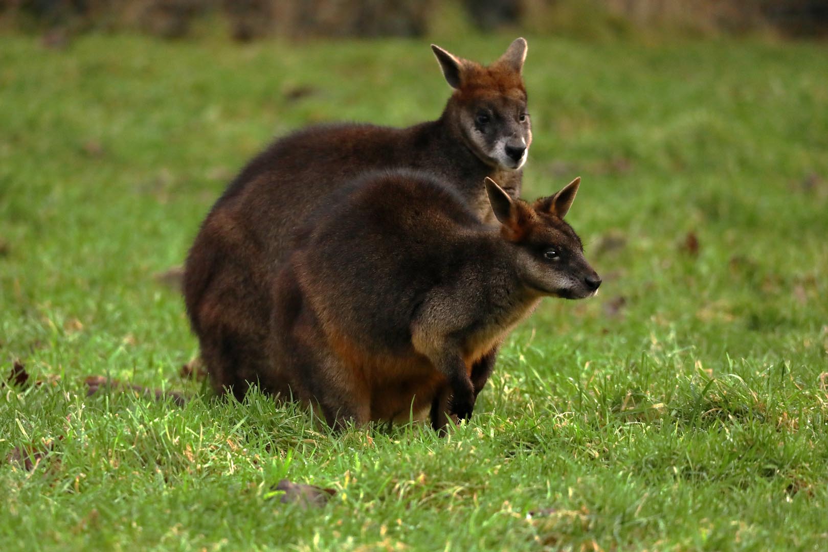 Swamp wallaby and joey IMAGE: Hannah Gordon (2024)